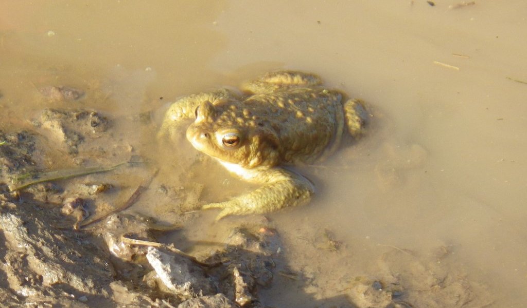 Entdeckt bei der Amphienexkursion: Eine  Erdkröte. | Foto: Birgit Peil | NABU Sachsen