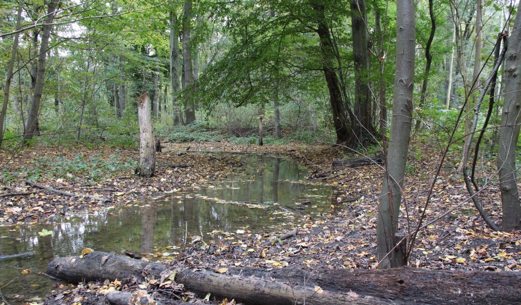 Burgauenbach in der Burgaue | Foto: Maria Vlaic | NABU Sachsen