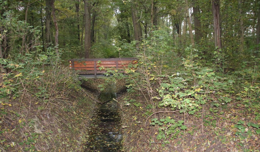 Bauerngraben in der Burgaue | Foto: NABU Sachsen