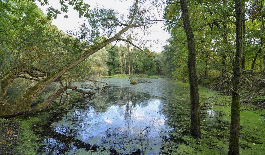 Auenlandschaften sind besonders wertvoll – durch zahlreiche Eingriffe des Menschen sind sie allerdings kaum mehr zu finden und stehen heute unter besonderem Schutz. | Foto: Maria Vitzthum