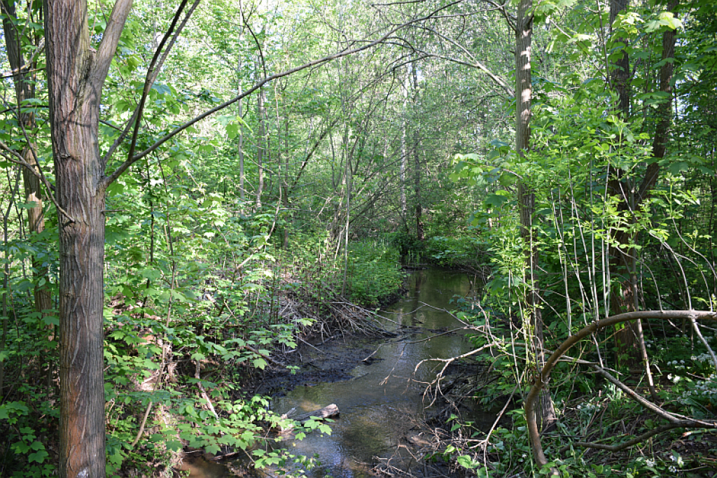 Die Burgaue | Foto: Karolin Tischer | NABU Sachsen