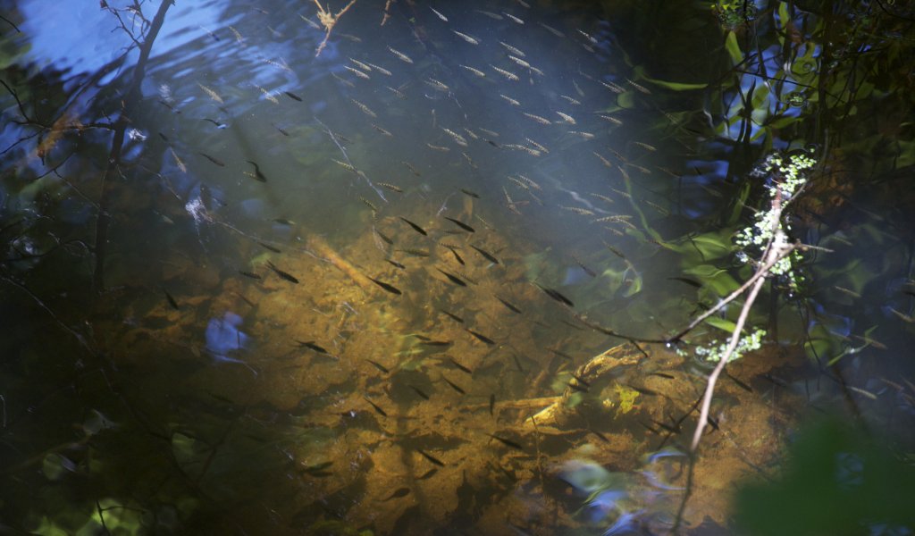 Fische der Auenlandschaft | Foto: John Thomas Nagel
