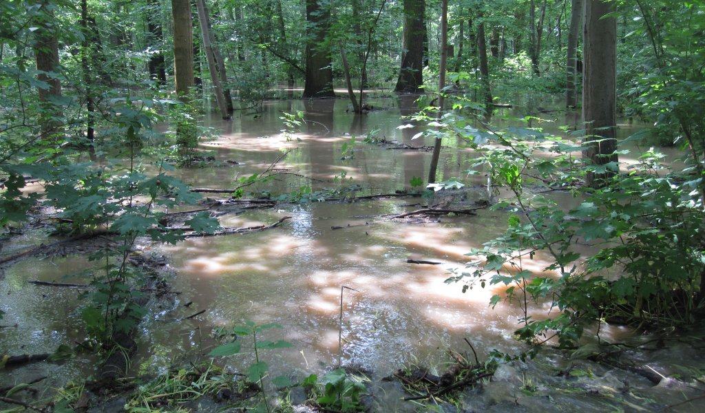 Die Kempter Nordaue nach dem Hochwasser im Juni 2013 | Foto: Lebendige Luppe | NABU Sachsen