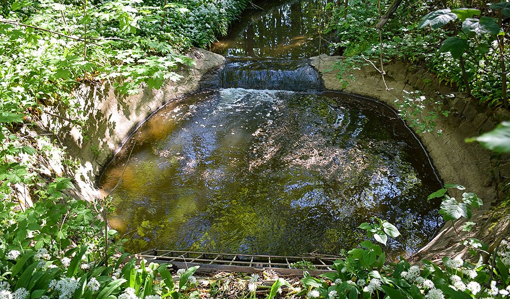 Das Bild zeigt eine Aufnahme abseits des Weges. Der Burgauenbach verschwindet hinter dem Gitter für fast 100 Meter in einem Rohr im Boden. Dies ist nicht nur ein Problem für die ökologische Durchgängigkeit. Der Düker begrenzt auch die maximal einleitbare Wassermenge in den Burgauenbach.
 | Foto: Karolin Tischer