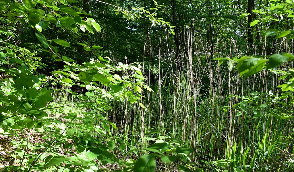 Schilfpflanzen am Burgauenbach | Foto: Karolin Tischer