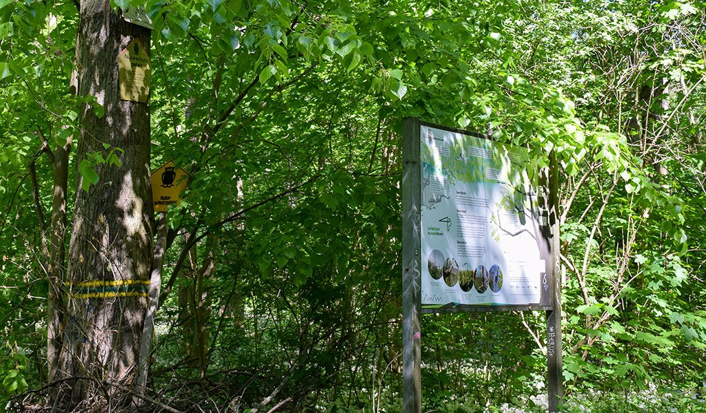 Der Leipziger Auwald wird mit Hilfe des Krans von Wissenschaftlerinnen und Wissenschaftlernn des Deutsches Zentrums für integrative Biodiversitätsforschung (iDiv) Halle-Jena-Leipzig intensiv erforscht.
 | Foto: Karolin Tischer
