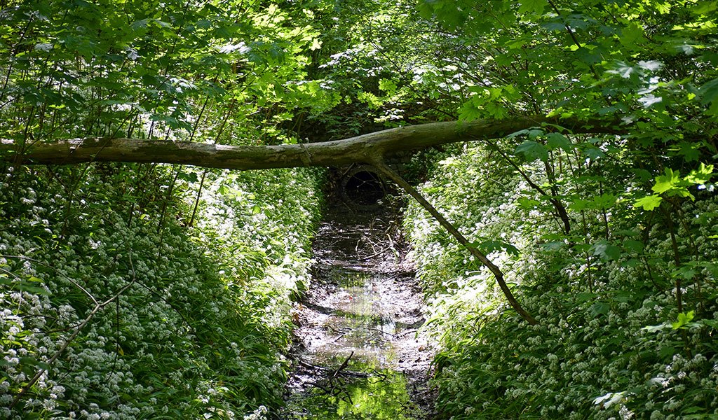 Was ist ein Siel? Ein Siel ist ein verschließbarer Gewässerdurchlass im Deich.  | Foto: Karolin Tischer