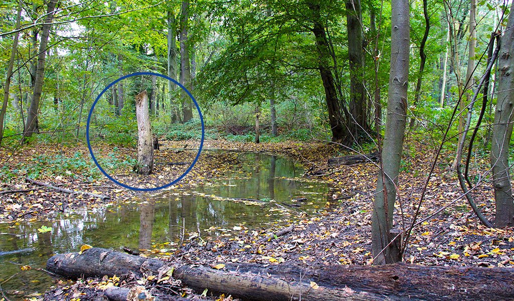 Totholzstamm am Burgauenbach | Foto: Maria Vlaic