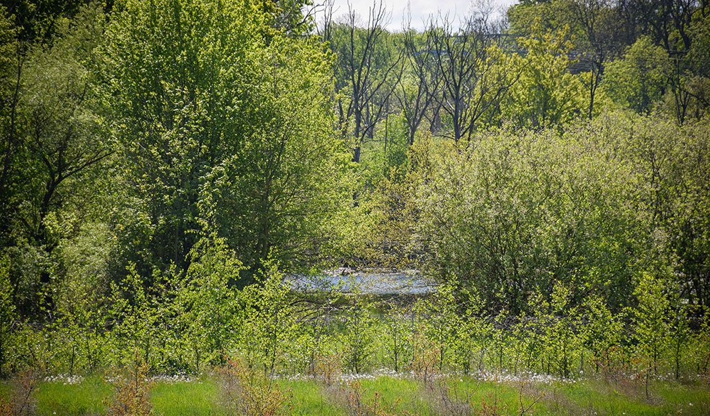 Waldspitzlachen - Blick von Neuer Luppe | Foto: Karolin Tischer