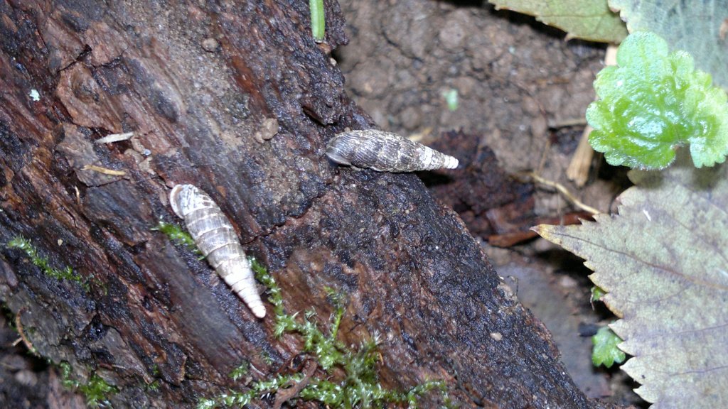 Keulige Schließmundschnecke in der Elster-Luppe-Aue | Foto: Frank Borleis