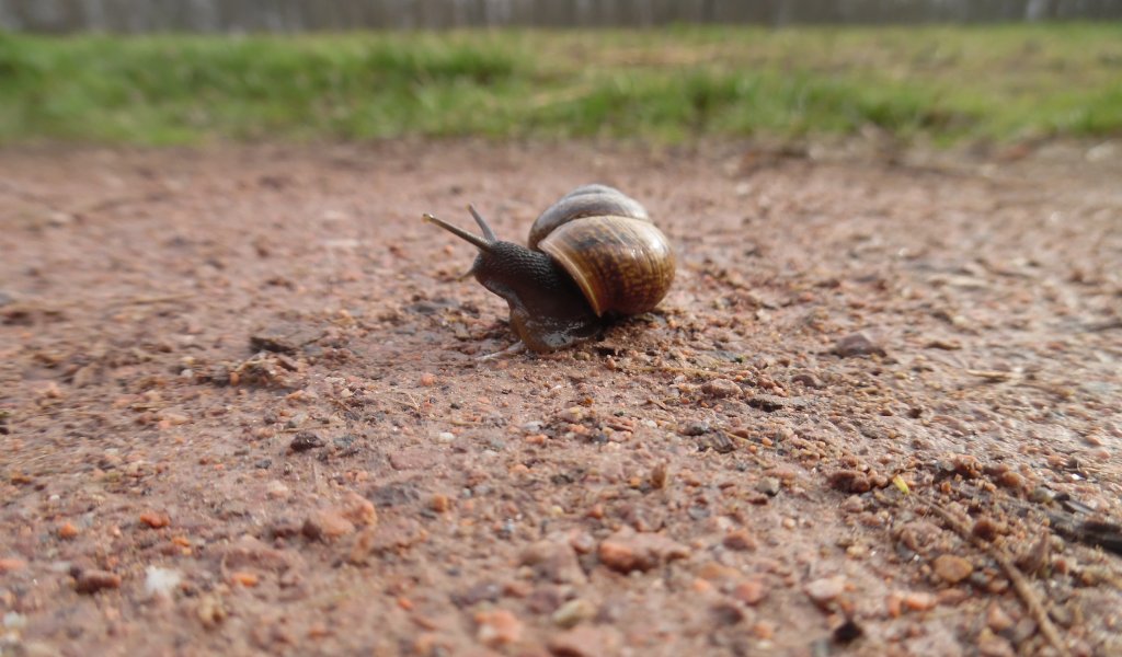 Gefleckte Schnirkelschnecke (Arianta arbustorum)  | Foto: Maria Vlaic