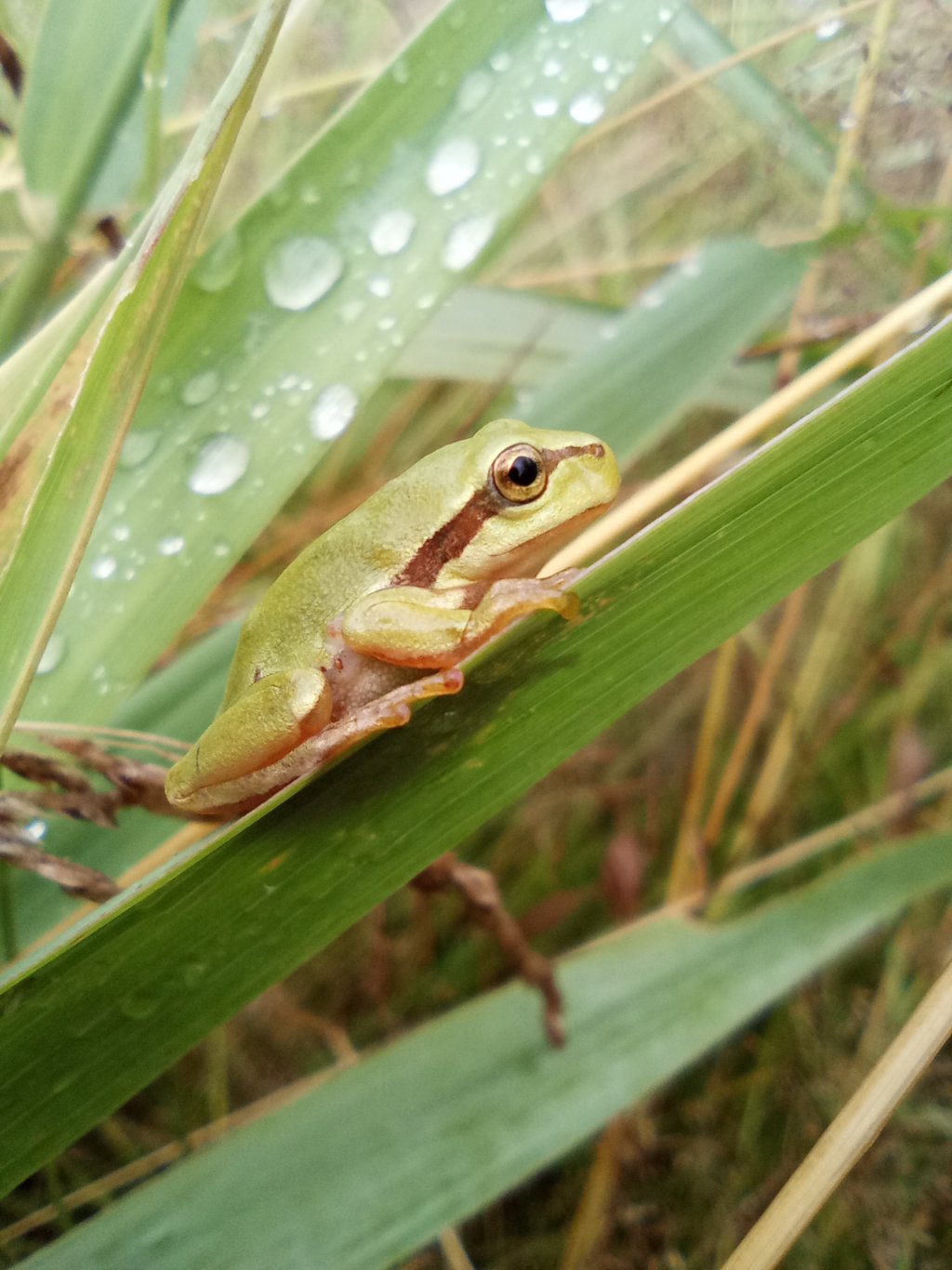 Laubfrosch | Foto: Rolf Engelmann
