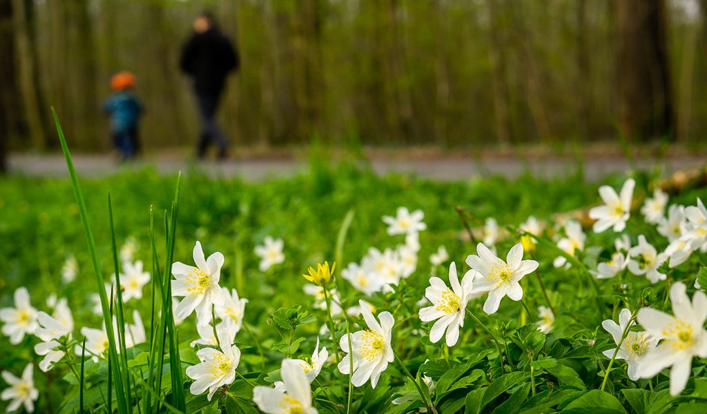 Erholungsgebiet Leipziger Auwald. | Foto: Uwe Schroeder
