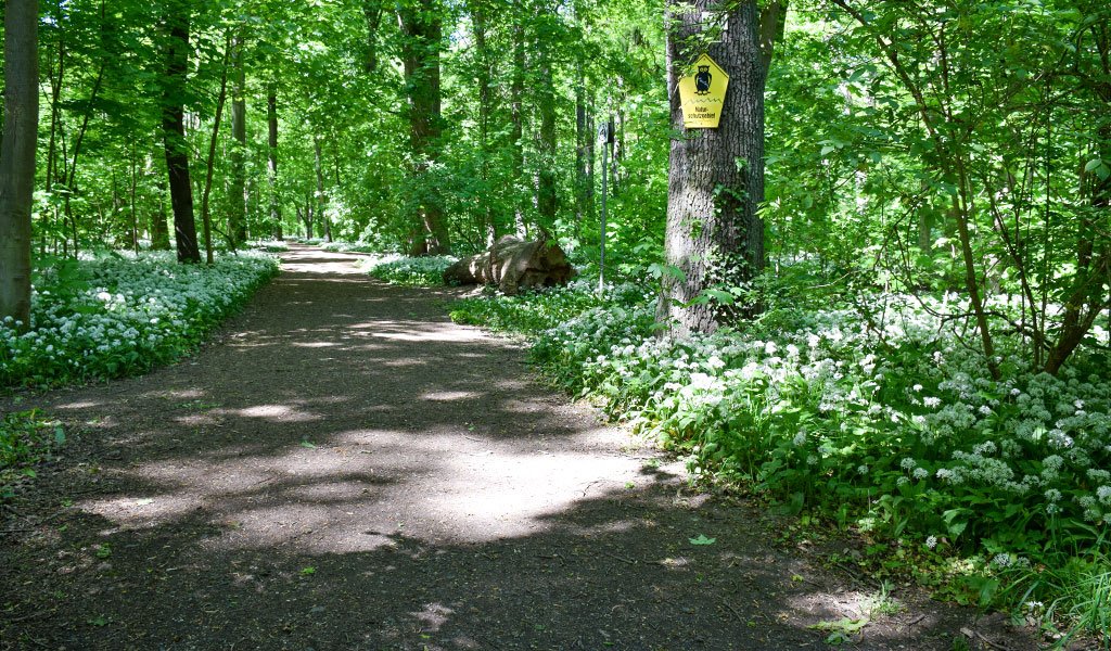 Der Weg neben dem Schild mit der Naturschutzeule führt teilweise am Burgauenbach entlang zu den streng geschützten Waldspitzlachen. Wir bitten Sie, ihn nicht weiter zu verfolgen, denn die Lachen sind für den Publikumsverkehr nicht frei gegeben. | Foto: Karolin Tischer